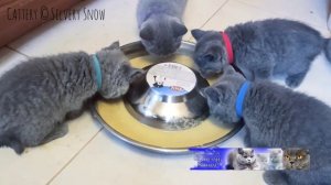 Кормим британских котят правильно