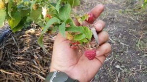 МАЛИНА ЭЛЕГАНТНАЯ. Осеннее плодоношение.