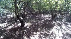 Поиск кладов в лесах Крыма