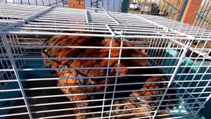 ГОЛУБИ на РЫНКЕ - ОКТЯБРЬ 2022г.Анжеро-Судженск.