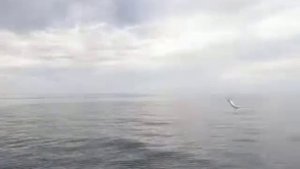 Морская рыбалка в Лоо Горный воздух. 8 (989) 089-80-81