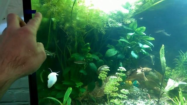Аквариум 500 литров Первая полноценная подмена воды смотреть онлайн