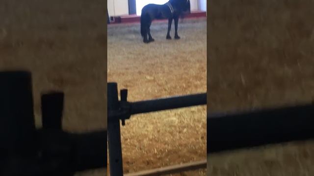 Фризская лошадь на ФестивалеЭквирос смотреть онлайн