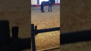 Фризская лошадь на ФестивалеЭквирос