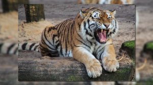 17 Интересных Фактов об Амурском Тигре