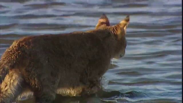 Малый Кавказ Природа края смотреть онлайн