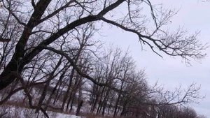 Охота на лису загоном!!! Добыли две лисы!!!