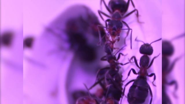 МУРАВЬИНАЯ ФЕРМА. FORMICA. КОРОЛЕВА. КОРМЛЕНИЕ смотреть онлайн