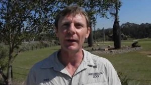 Australia Zoo director Wes Mannion talks about new Africa exhibit