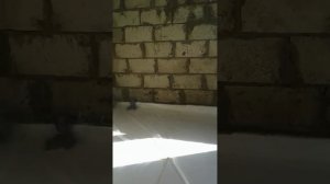 Черновая стяжка с пенопластом на грунт