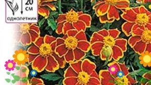 Бархатцы отклоненные. Краткий обзор, описание характеристик tagetes patula nana Дейнти Мариет