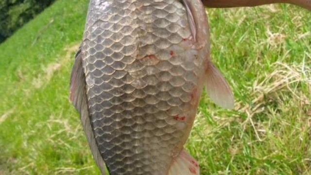 Как поймать карася ранней и поздней весной. Лучшие советы. Все о каркасе весной. Характеристики. смотреть онлайн