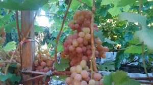 Калининградский виноград. Гурман 1-12