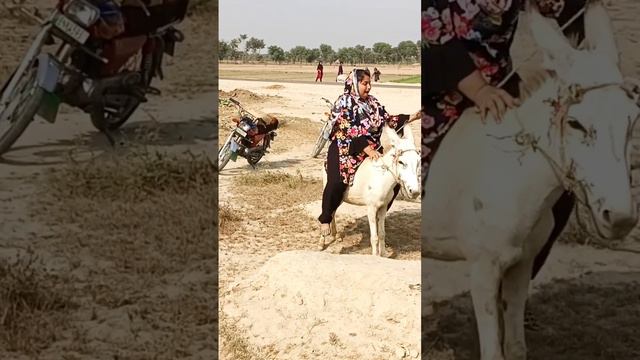 very funny donkey ride amazing