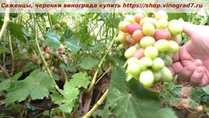 24 июля начало окрашивания ГФ винограда  Княжны. Крупные ягодки и грозди- пока все олично.