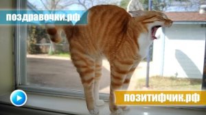 Котяра пронзительно мяукает - мяяяяяяяу )))