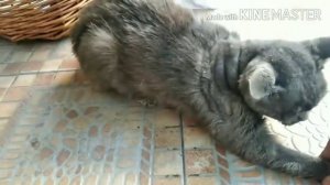 Лютик снова на капельницах и уколах.