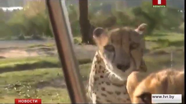 Гепарды удивили туристов необычными звуками