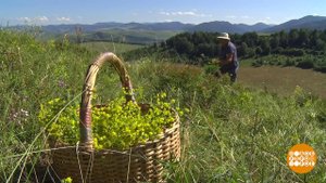 "Аптечка" на поляне. Доброе утро. Фрагмент выпуска от 21.08.2019