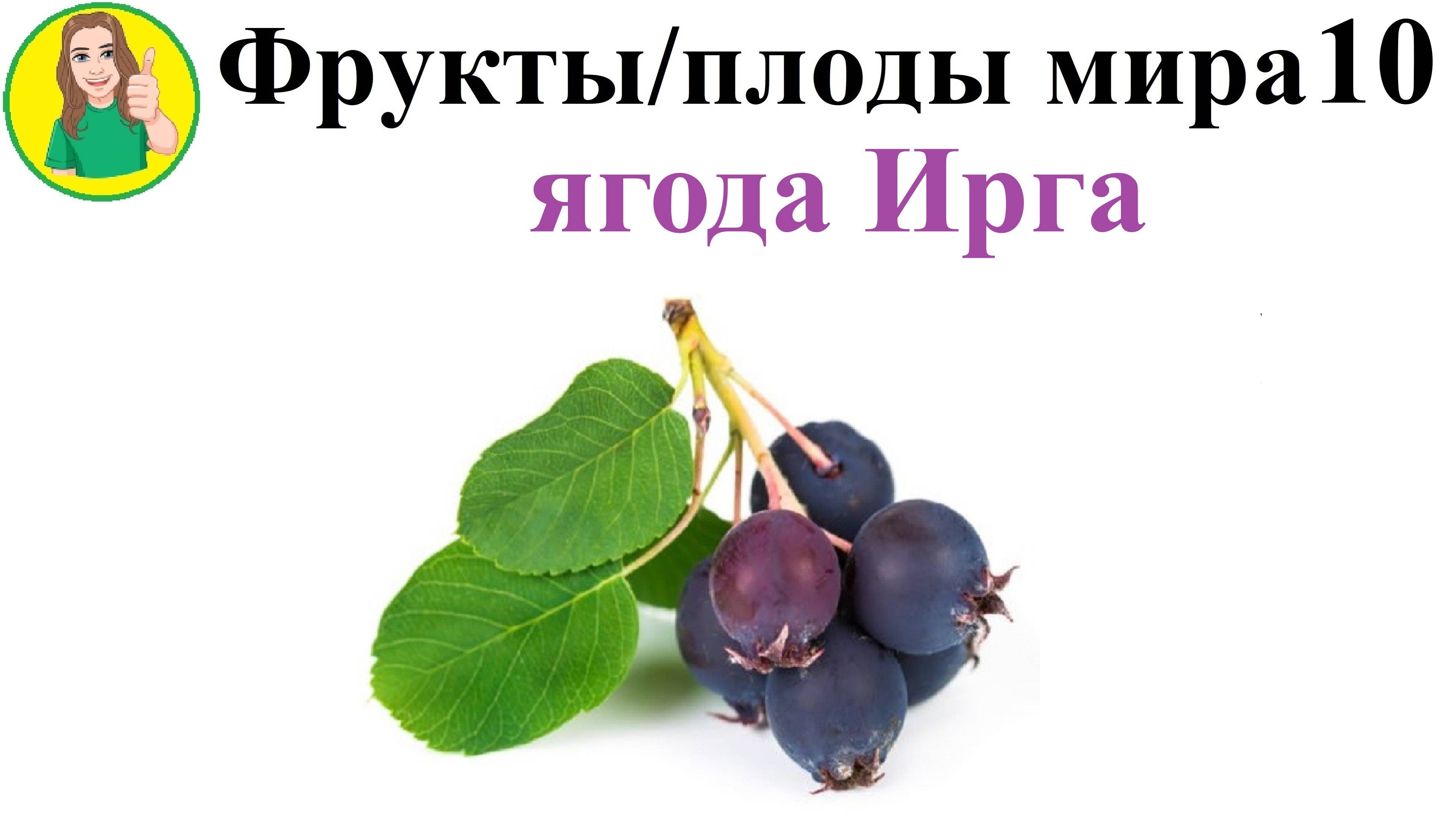 Фрукты - плоды мира 10 – ягода Ирга Сыроедение Фрукторианство
