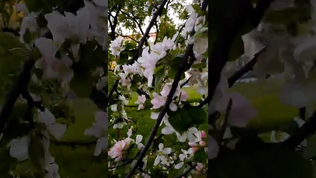Цветение яблонь в парке "Куракина дача" в Санкт-Петербурге.