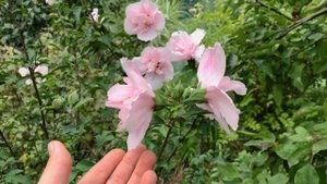 Обзор Гибискуса сирийского - Пинк Шифон (Pink Chiffon) 2021 г. | Кубаньсад