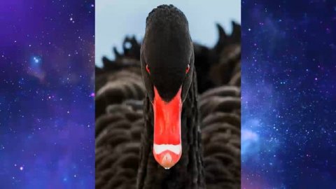 Черный лебедь Под знаком непредсказуемости. Нассим Талеб аудиокнига