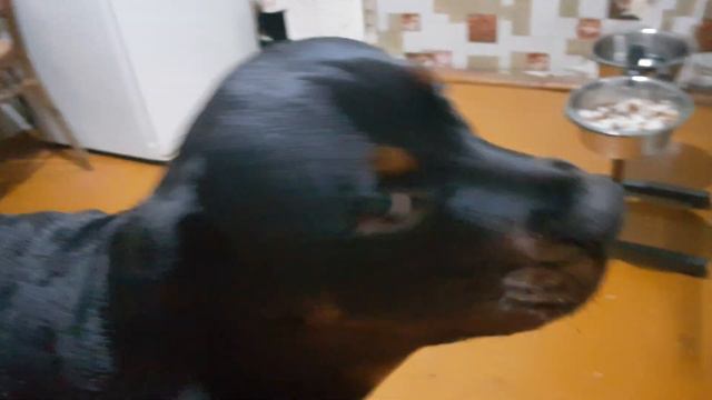 Пищевая агрессия у ротвейлера смотреть онлайн