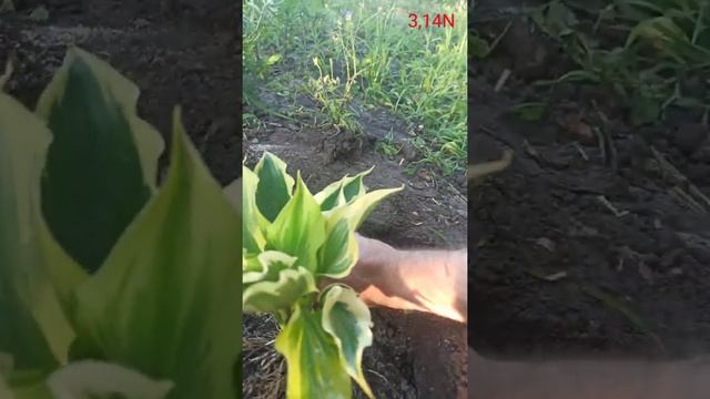 летняя посадка хост смотреть онлайн