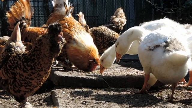 Городок. Стихи Н. А. Заболоцкий Исполняет В.В. Янцен Челябинск 1988 смотреть онлайн