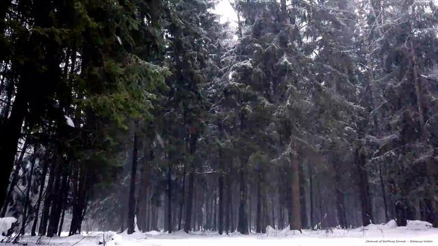 Snowstorm in the forest | Video of falling snow in 4K UHD for peace of mind смотреть онлайн