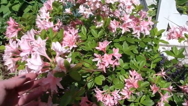 Обзор сада в начале июня! Есть ли у нас слизни??? УРА! Мы решили, что посадить у водоема!!! смотреть онлайн