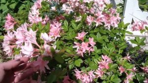 Обзор сада в начале июня! Есть ли у нас слизни??? УРА! Мы решили, что посадить у водоема!!!