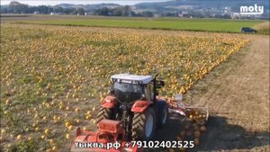 Валкователь тыквы перед уборкой Rollmax - тыквенный отвал