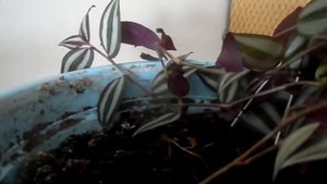 Традесканция. Вьющееся комнатное фиолетовое растение