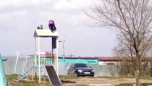 ШОК!!! Маленькие дети спрыгнули с крыши из-за синего кита