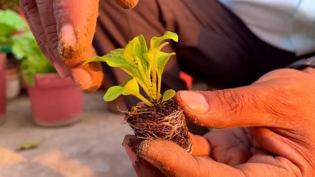 पिटूनिया को उगाने से लेकर गमले भरने तक की A-Z जानकारी || 1000+ Flowers in 1 Pot Petunia смотреть онлайн