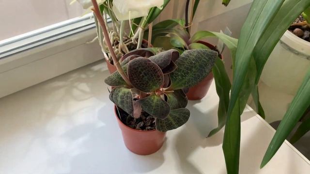 Весеннее цветение орхидей 2021 год. Часть 1 смотреть онлайн