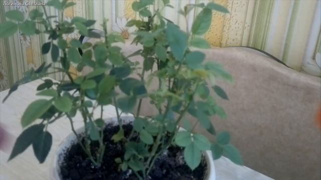 Моя роза "Кордана". Ухаживаем за Комнатной Розой. Часть 3 смотреть онлайн