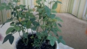 Моя роза "Кордана".  Ухаживаем за Комнатной Розой. Часть 3