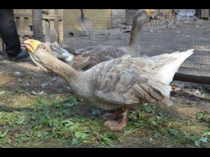 Гуси Сокового Виктора. Экспедиция по гусеводческим хозяйствам №2.