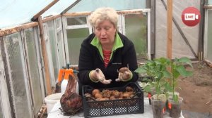 Персональный блог садовода и огородника Светланы Кацаповой 35 вып (посадка картофеля)