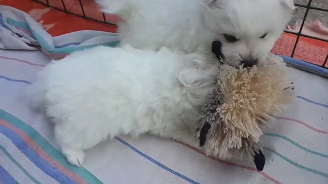 Щенки Японского щпица Питомник Цунени Катцу