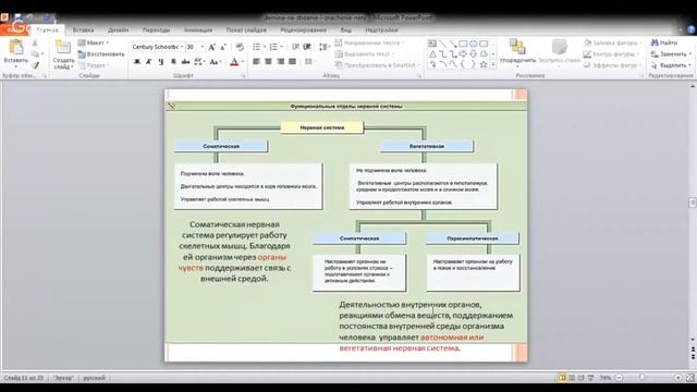ЕГЭ по биологии 11 класс. Занятие 35. Строение нервной ткани. Классификация нервной системы смотреть онлайн