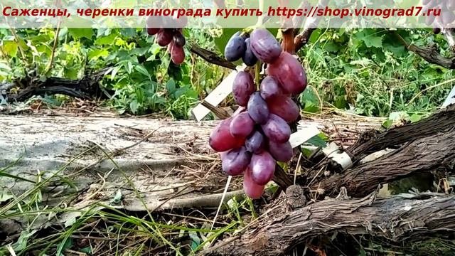 Виноград с названием Огненный уже показал себя с хорошей стороны и видим его размножение на прививк