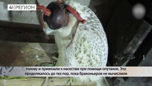 УКРАИНСКОГО БРАКОНЬЕРА ЗАОЧНО ОСУДИЛИ ЗА ЛОВЛЮ КРЕЧЕТОВ НА КАМЧАТКЕ• НОВОСТИ КАМЧАТКИ