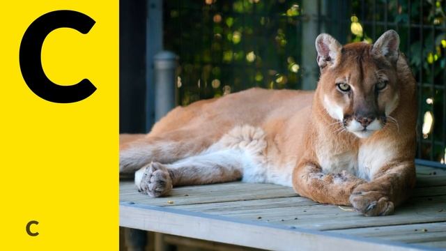 Animals Starting with C & D - Learn Animal Words That Start With Letters C and D смотреть онлайн