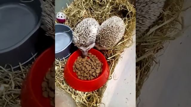 Африканские ёжики кушают/African hedgehogs eat