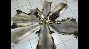 Шкуры барсука выделанные