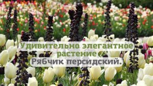 Удивительно элегантное растение Рябчик персидский.? (Fritillaria persica)